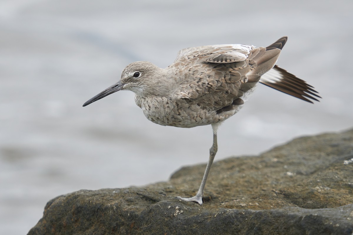 Willet - Grigory Heaton