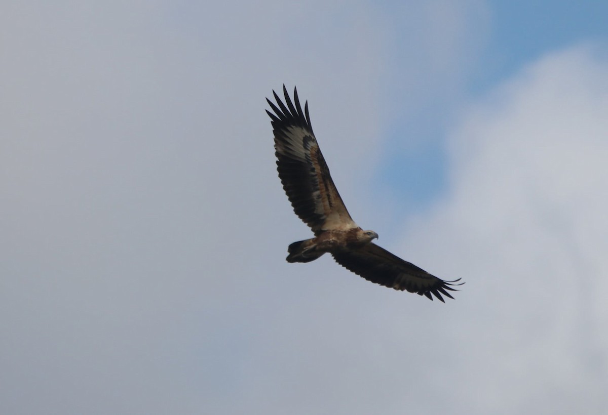 White-bellied Sea-Eagle - ML616401770