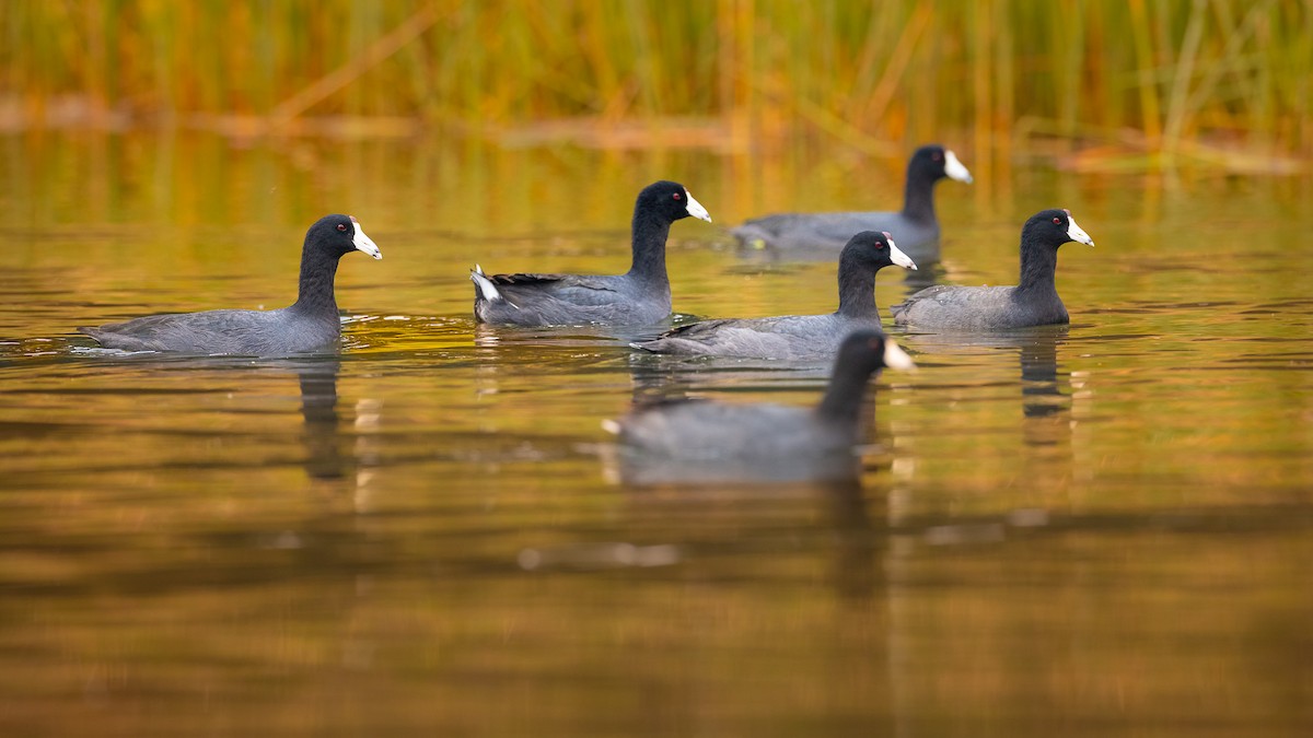 American Coot (Red-shielded) - Max Hernandez