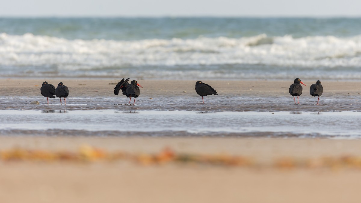 Sooty Oystercatcher - ML616401870