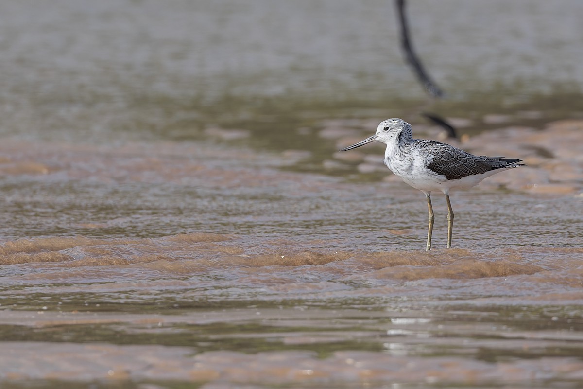 Common Greenshank - ML616401876