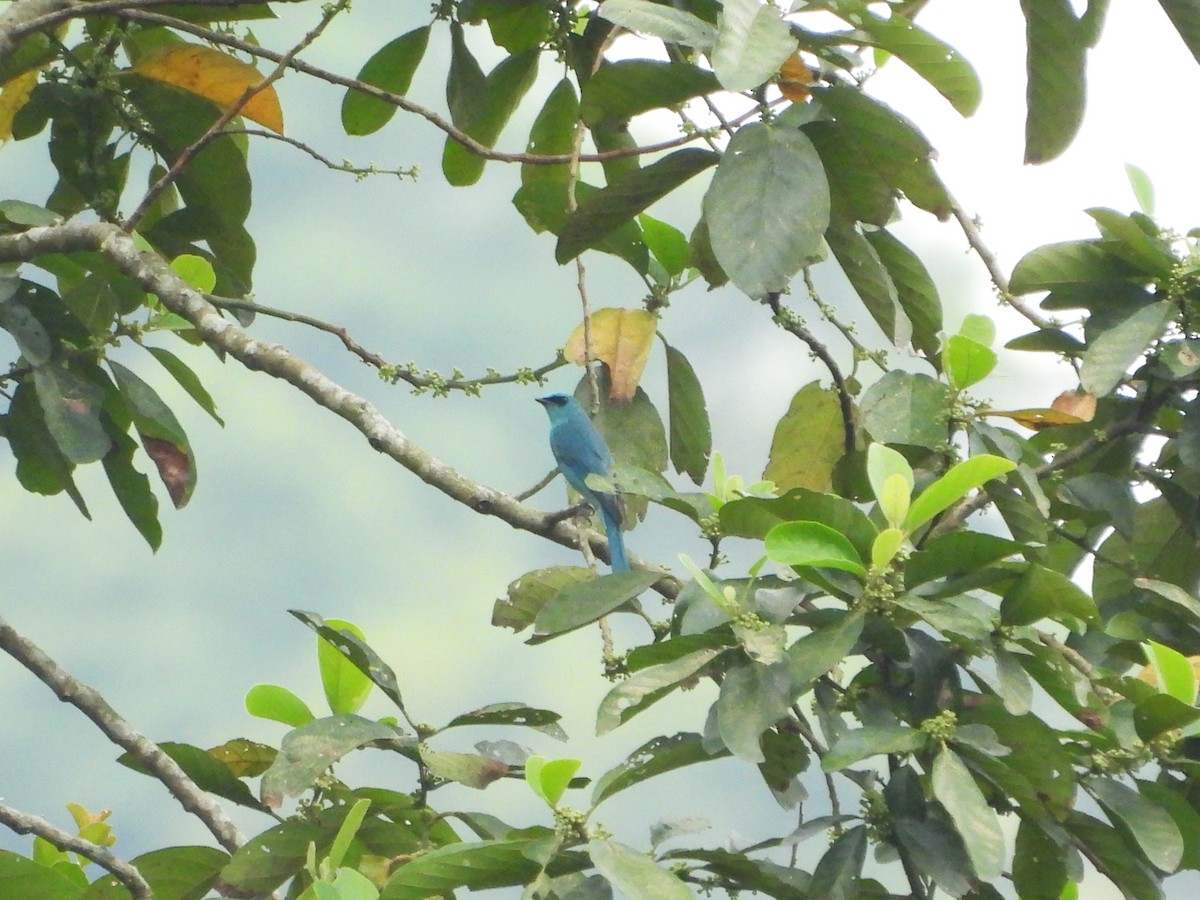 Verditer Flycatcher - ML616401925