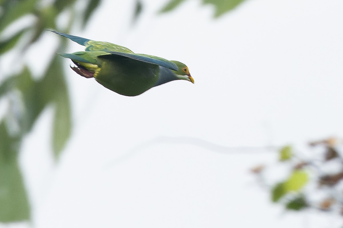 Orange-fronted Fruit-Dove - ML616401954