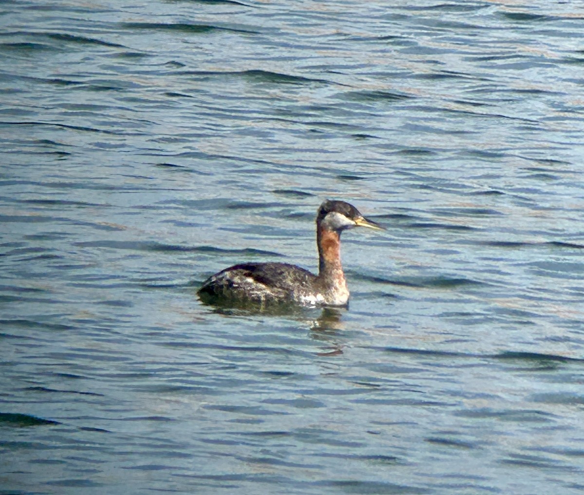 Red-necked Grebe - ML616401959
