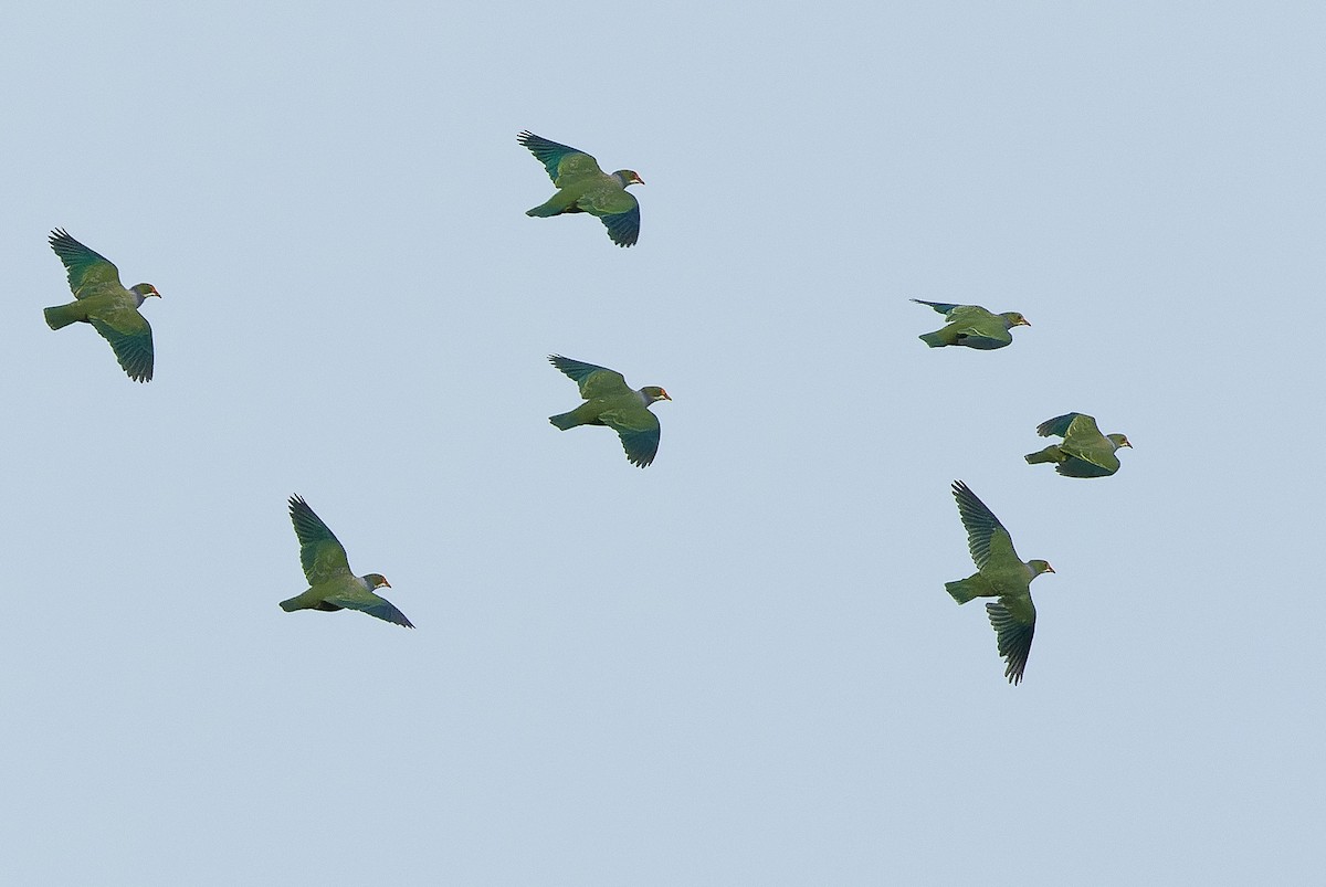 Orange-fronted Fruit-Dove - ML616401961