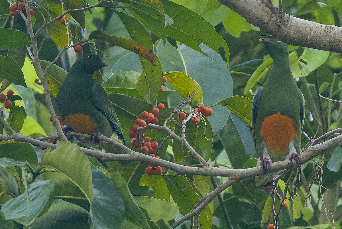 Оранжевобрюхий фруктовый голубь - ML616401964