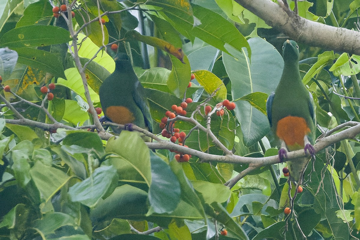 Orange-bellied Fruit-Dove - ML616401966