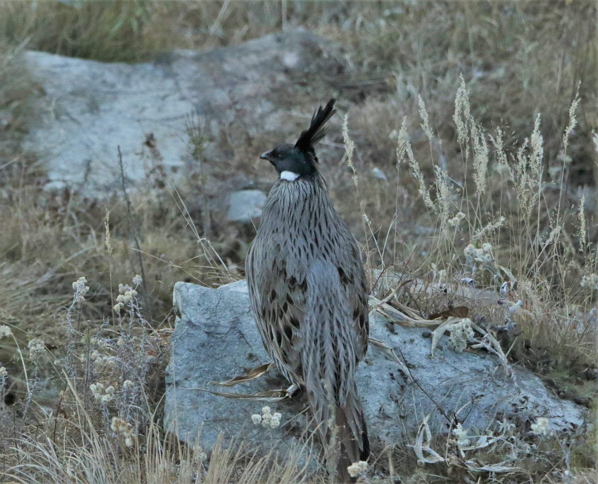 Koklass Pheasant - ML616401975