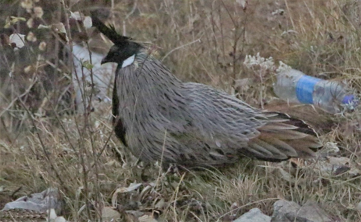 Yazılı Sülün - ML616401977