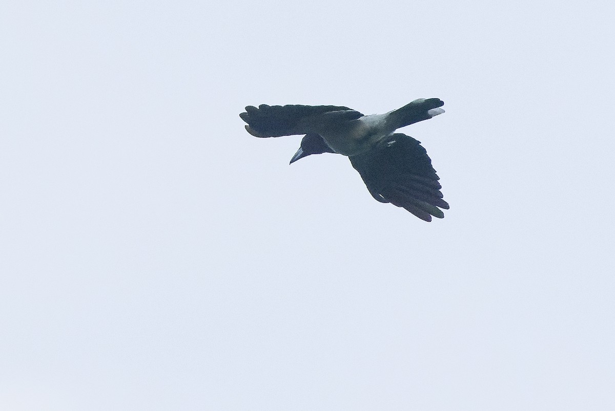 Hooded Butcherbird - ML616401980