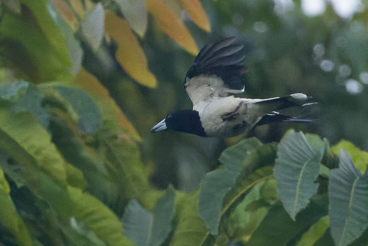 Папуанская флейтовая птица - ML616401981