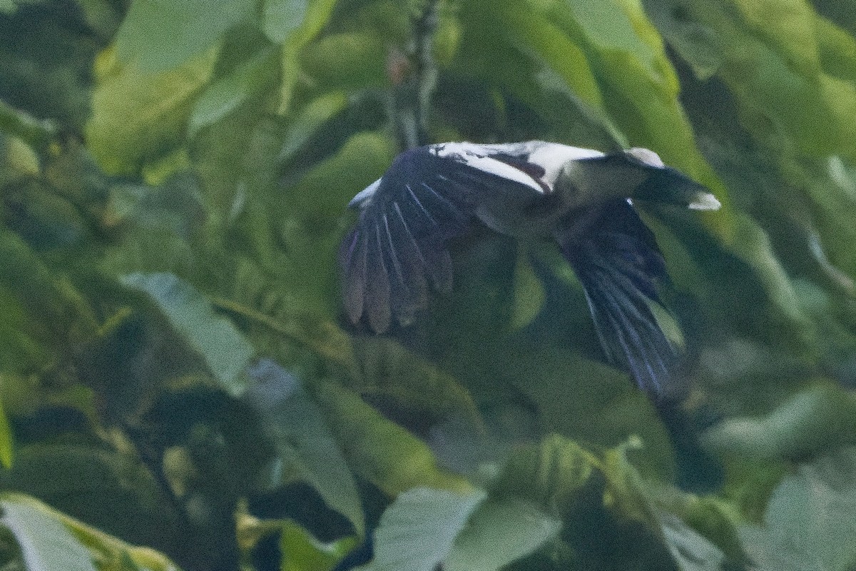 Hooded Butcherbird - ML616401982