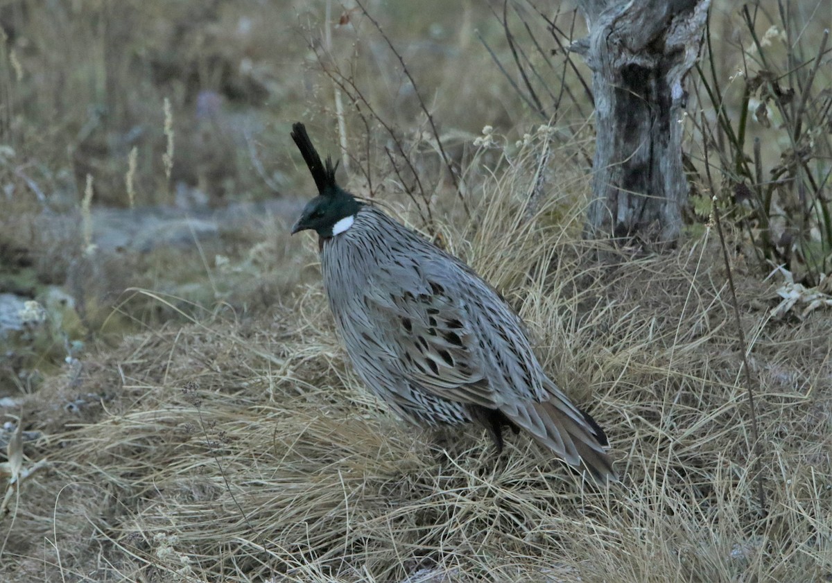 Koklass Pheasant - ML616401983