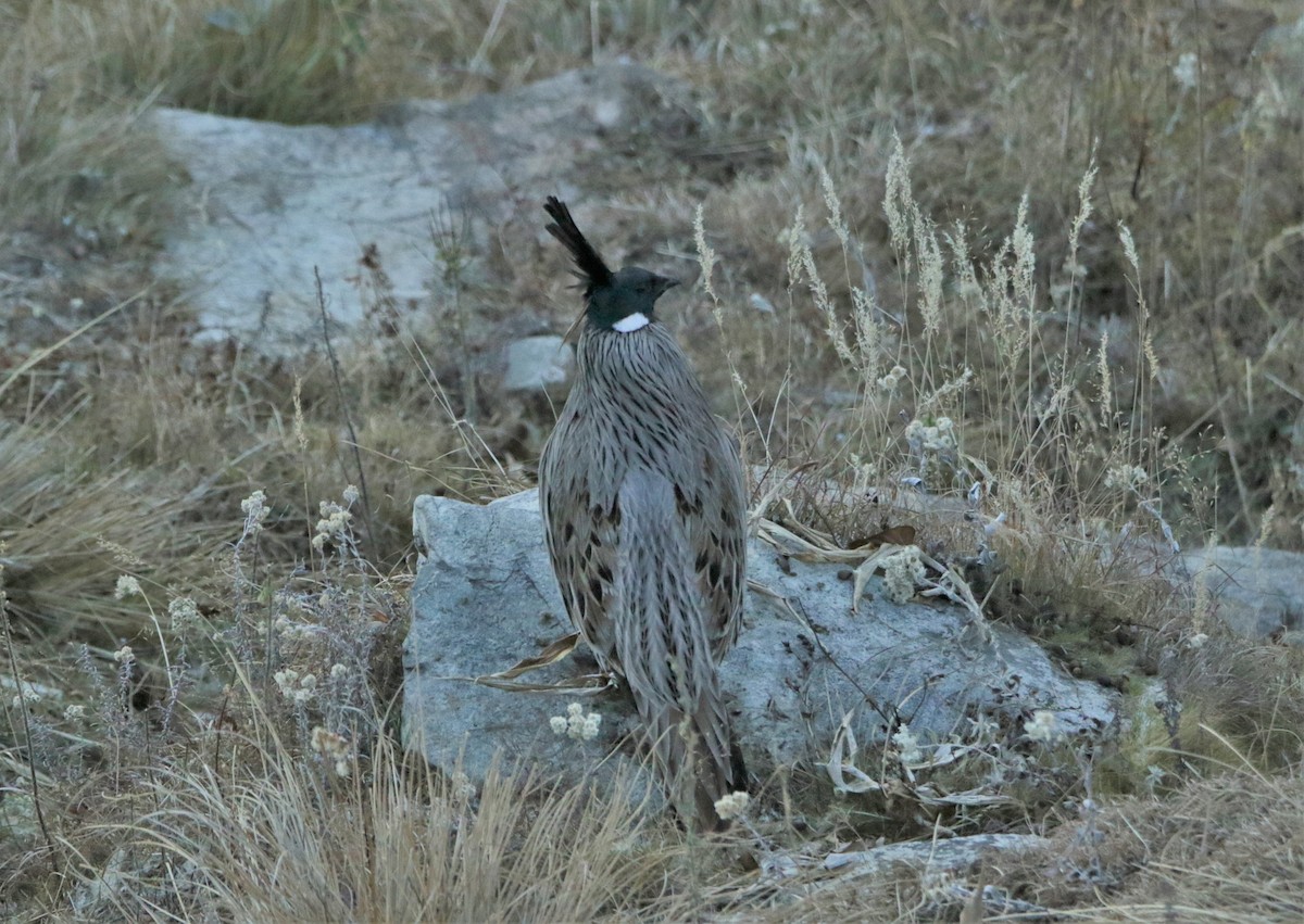 Yazılı Sülün - ML616401984