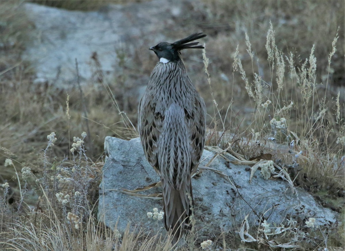 Koklass Pheasant - ML616401987