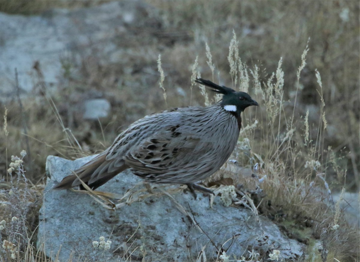 Yazılı Sülün - ML616401988