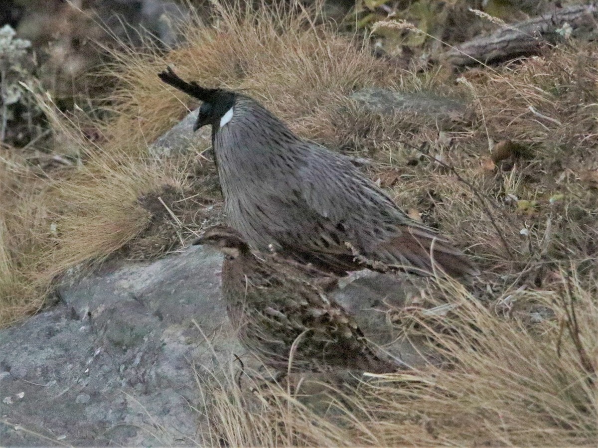 Koklass Pheasant - ML616401989