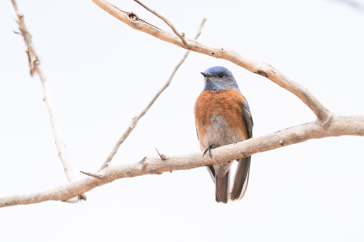 Western Bluebird - Jeff Cooper