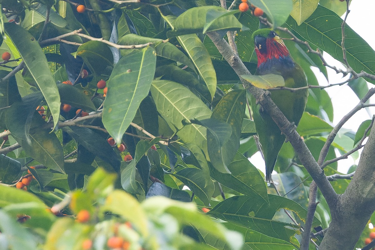 アカノドミミカザリインコ - ML616402006