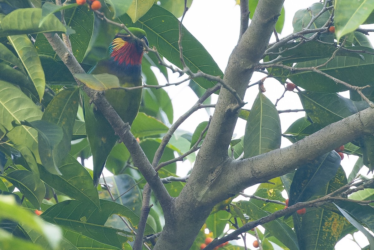 Edwards's Fig-Parrot - ML616402007