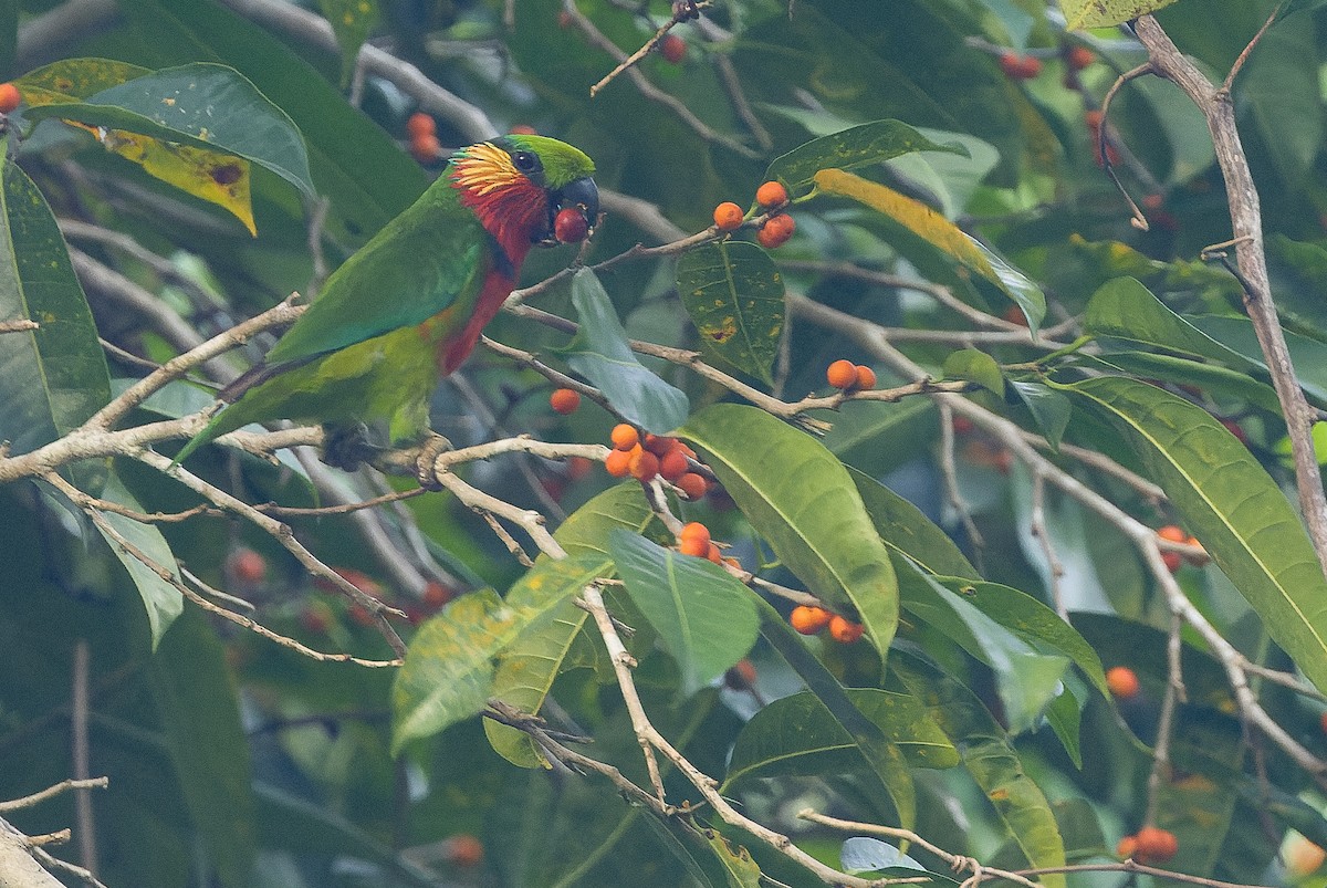 Edwards's Fig-Parrot - ML616402008