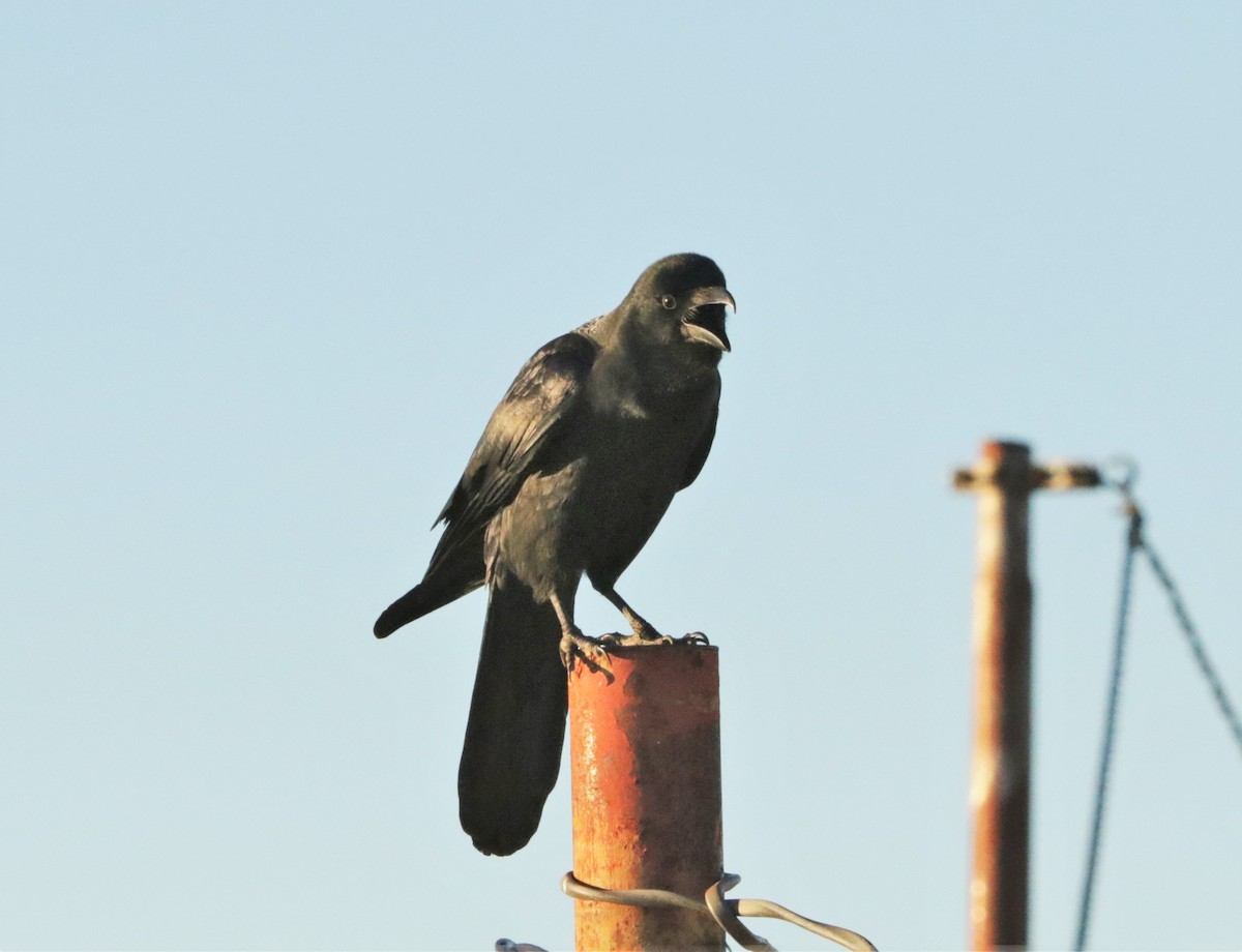 Large-billed Crow - Meruva Naga Rajesh