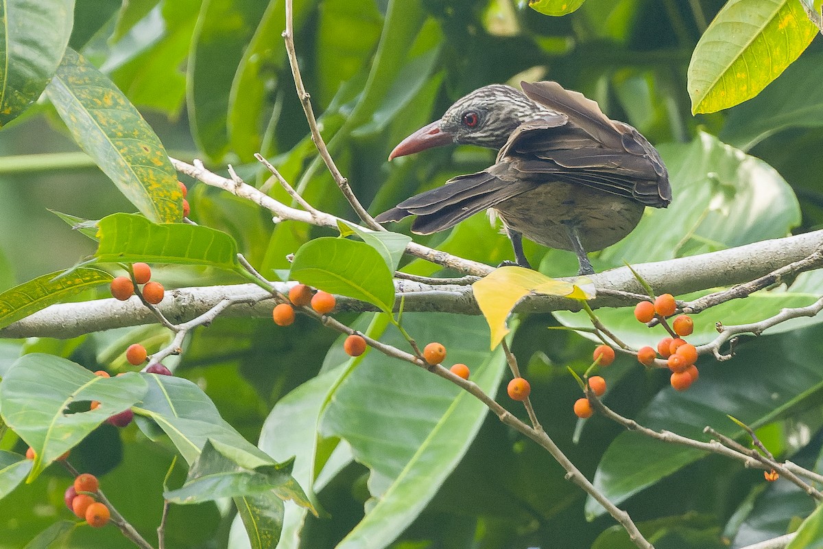 Brown Oriole - ML616402030