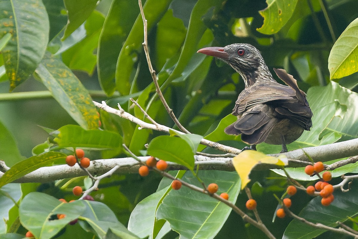 Brown Oriole - ML616402032