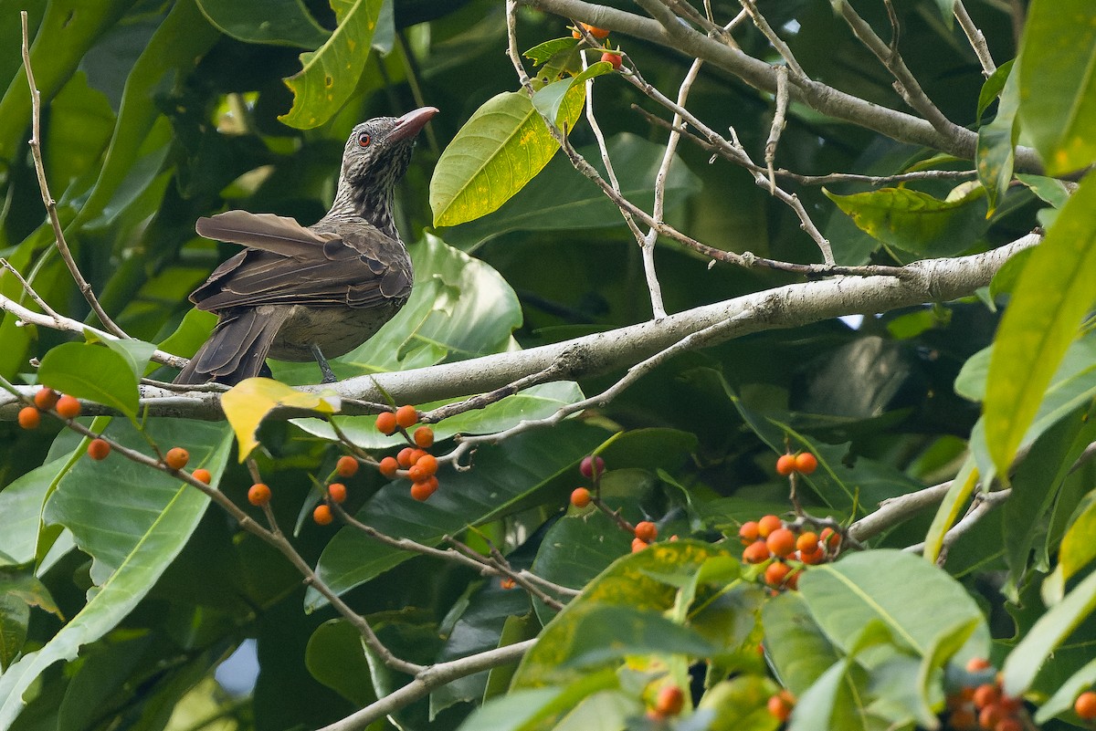 Brown Oriole - ML616402033