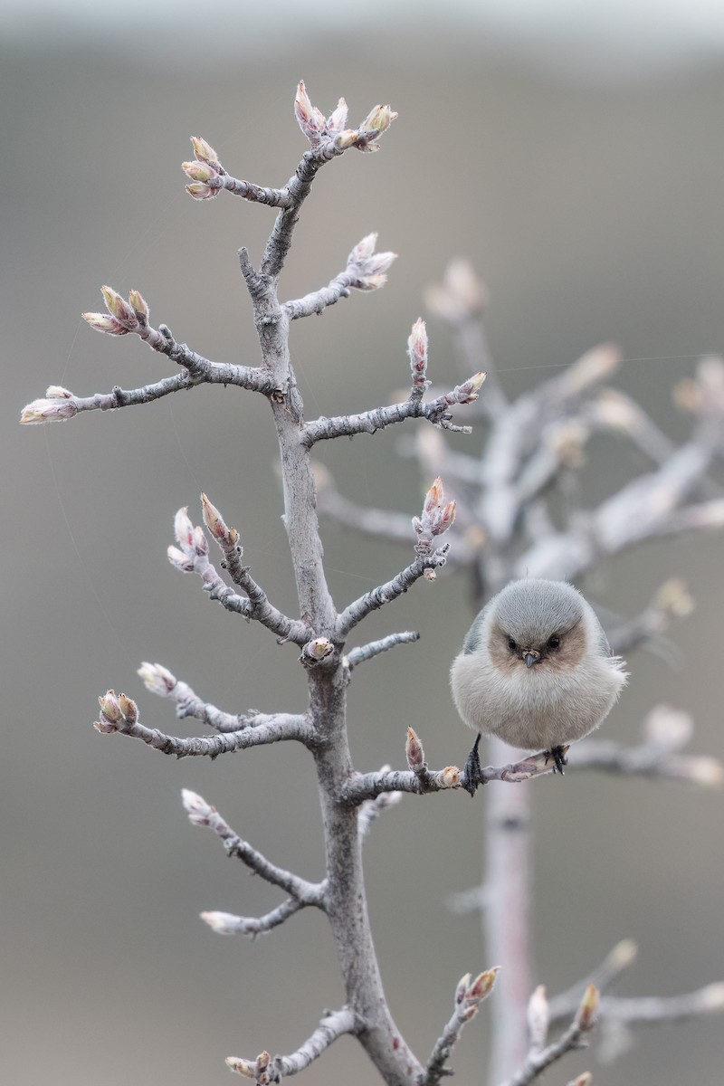 Bushtit - ML616402034