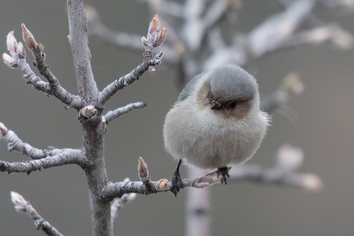 Bushtit - ML616402035