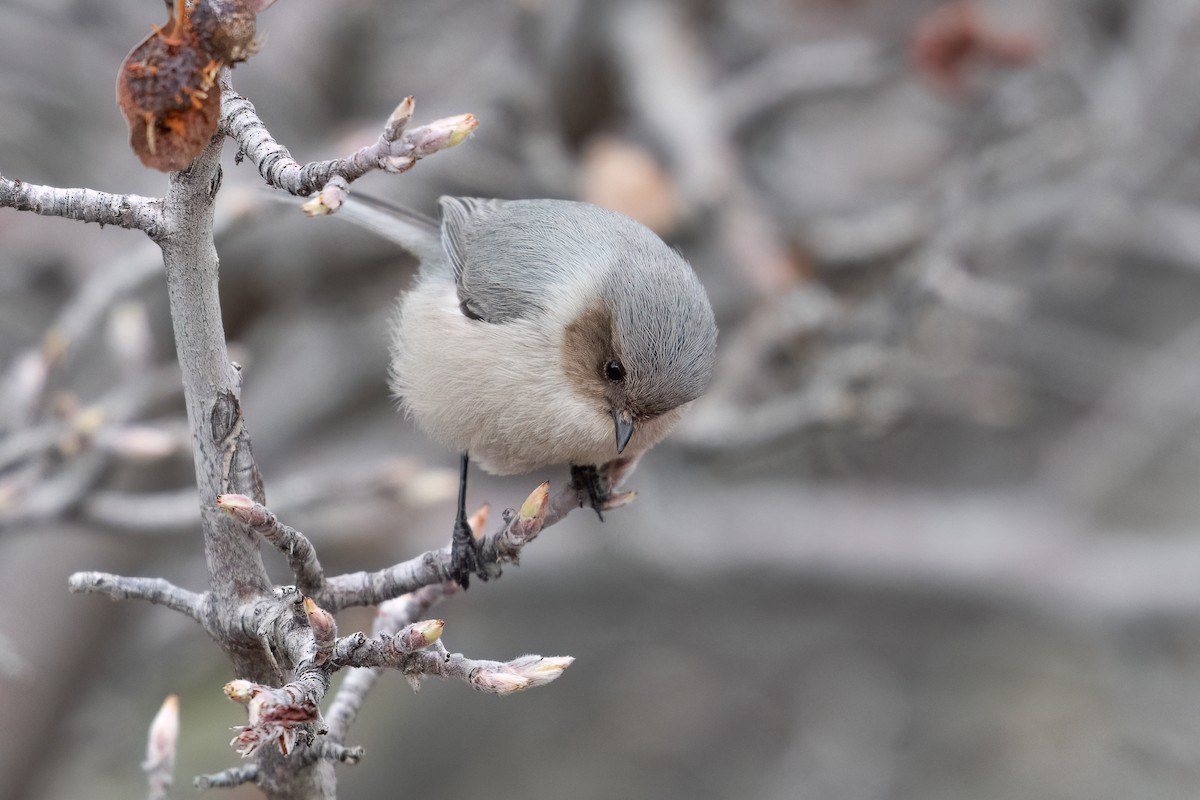 Bushtit - ML616402036