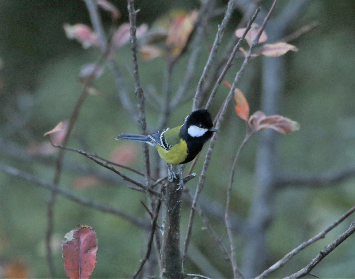 Green-backed Tit - ML616402040