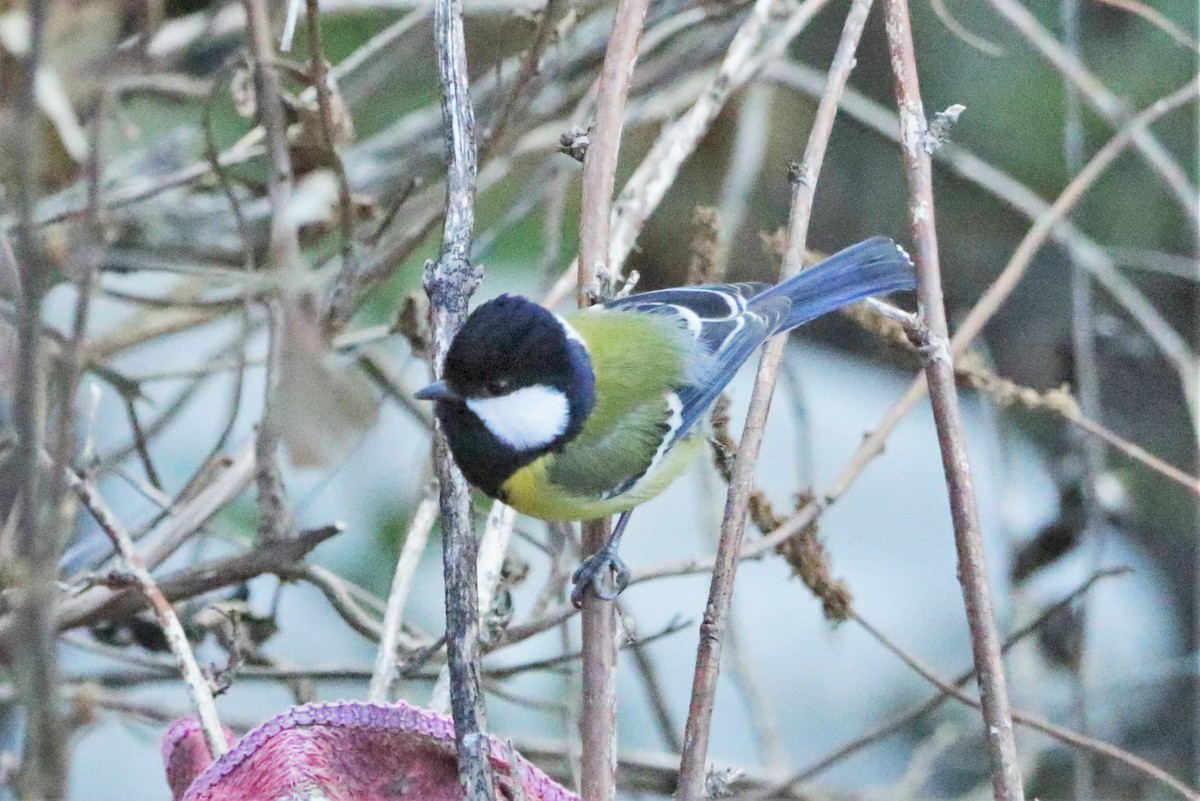 Green-backed Tit - ML616402041