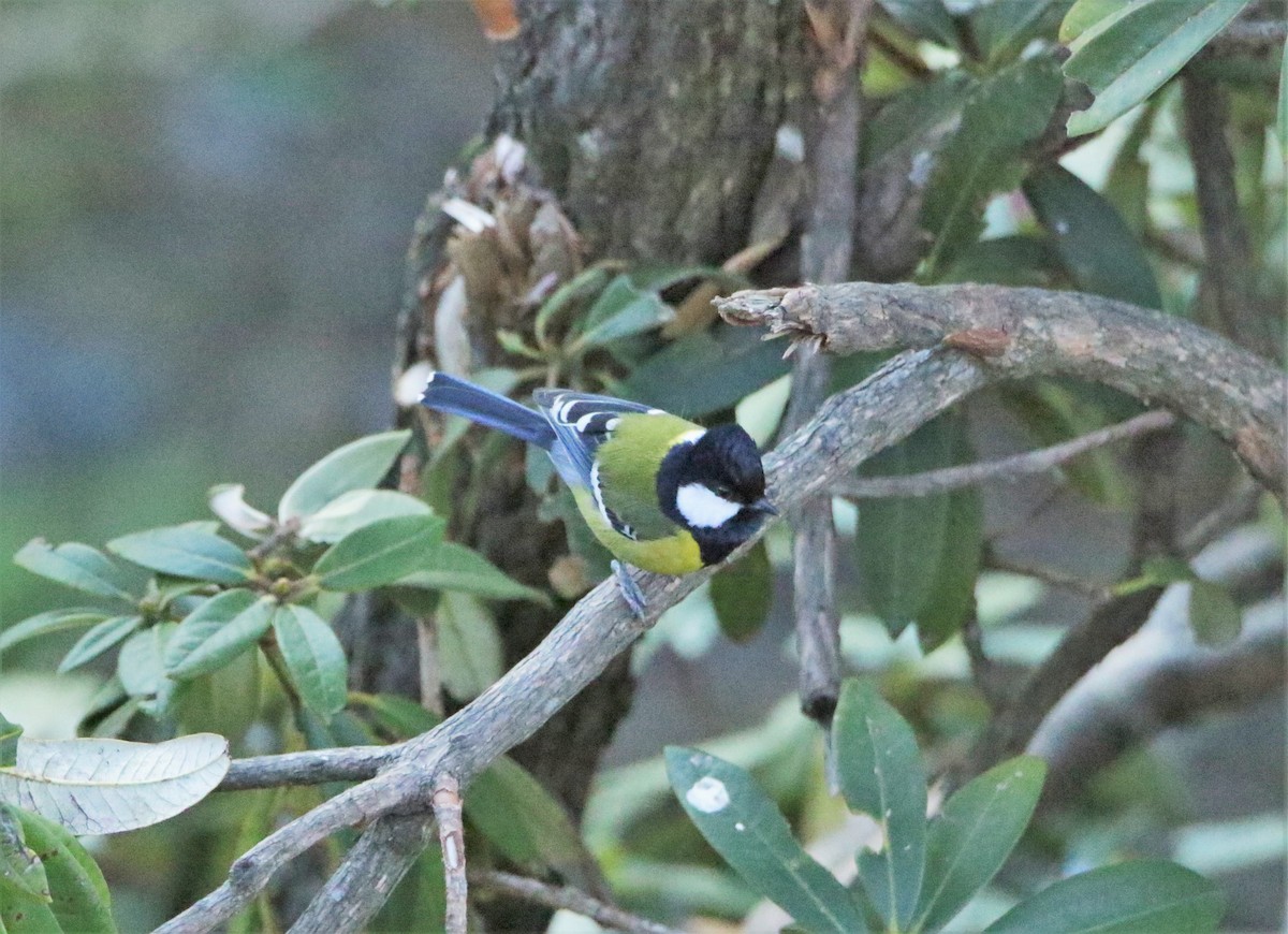 Green-backed Tit - ML616402043