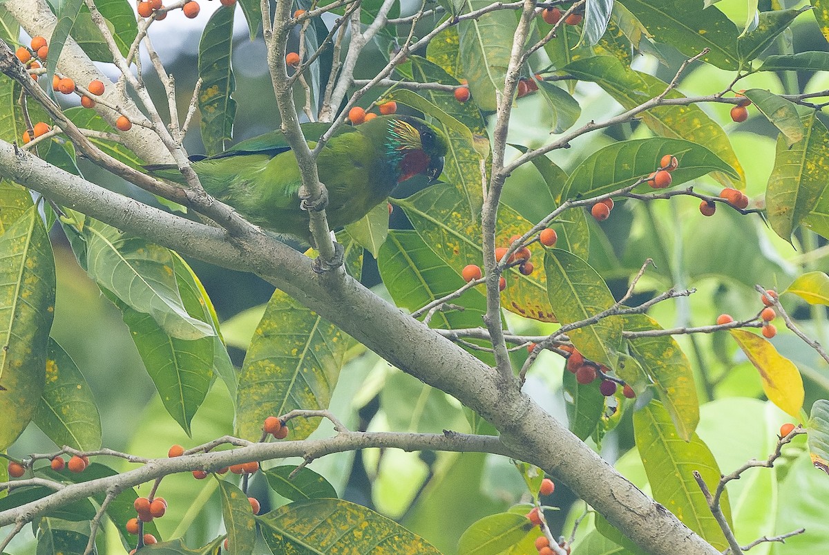 Edwards's Fig-Parrot - Joachim Bertrands