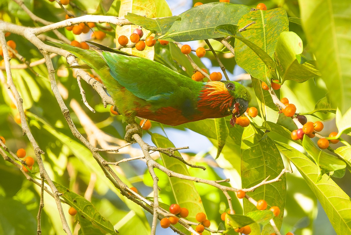 アカノドミミカザリインコ - ML616402086