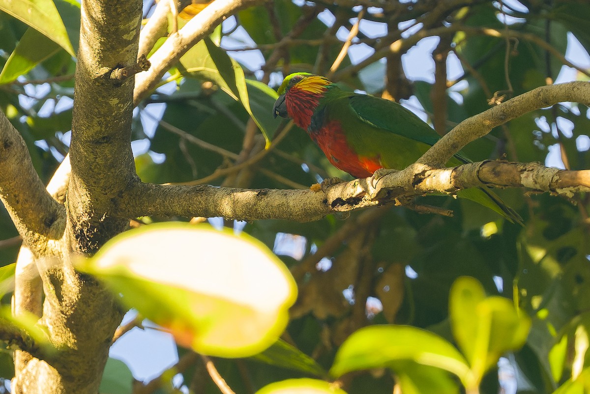 アカノドミミカザリインコ - ML616402087