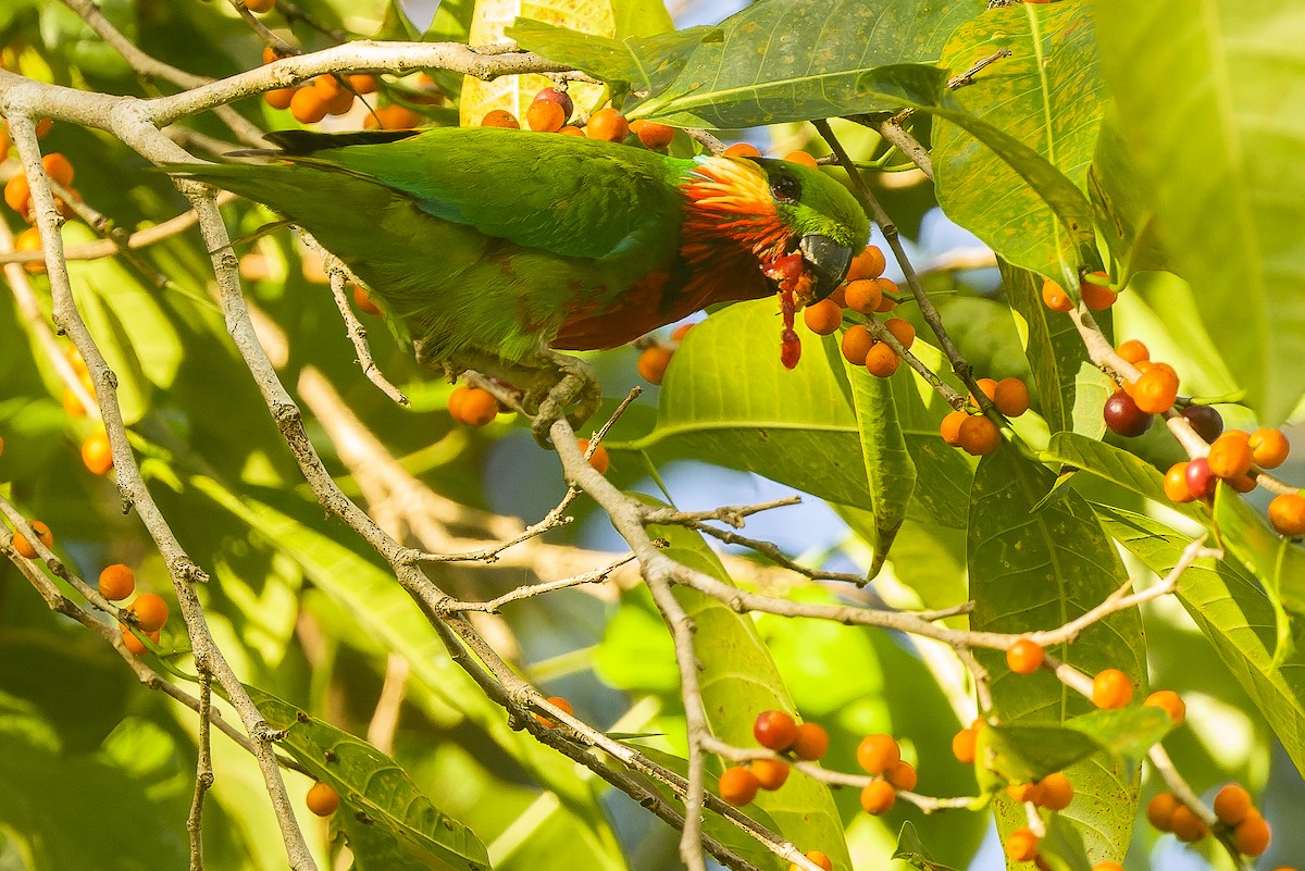 Edwards's Fig-Parrot - ML616402089