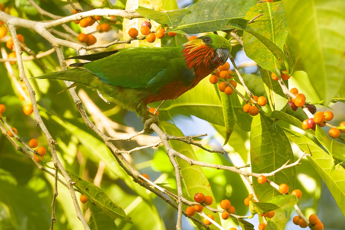 Edwards's Fig-Parrot - ML616402090