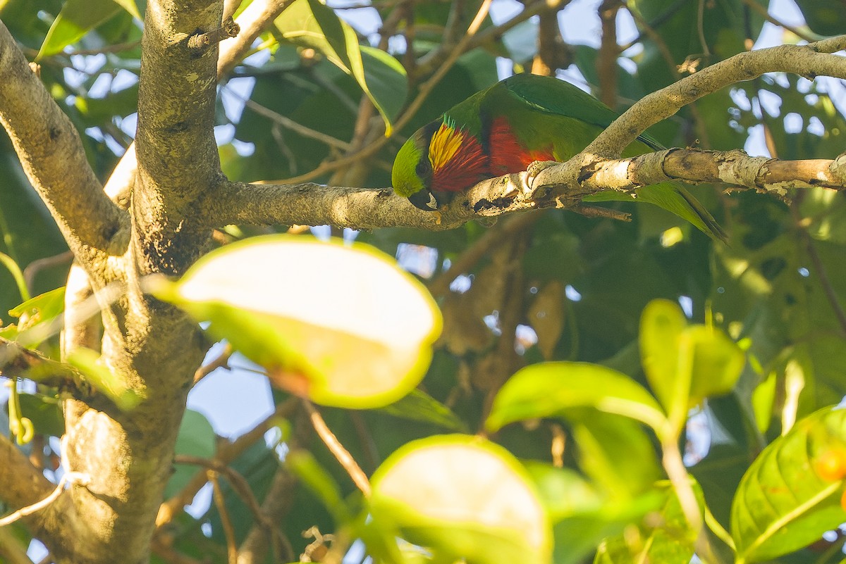 アカノドミミカザリインコ - ML616402091