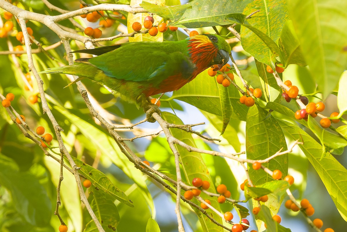 Edwards's Fig-Parrot - ML616402092