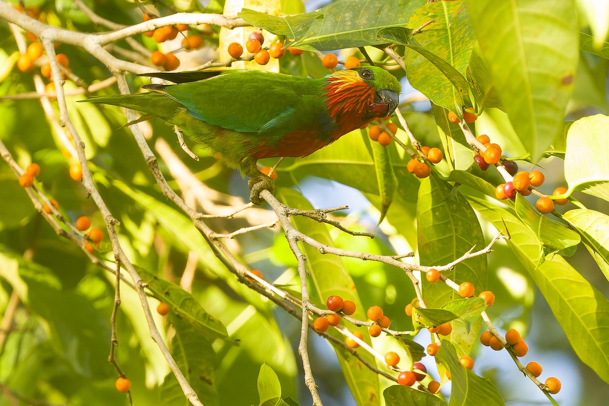 Edwards's Fig-Parrot - ML616402093