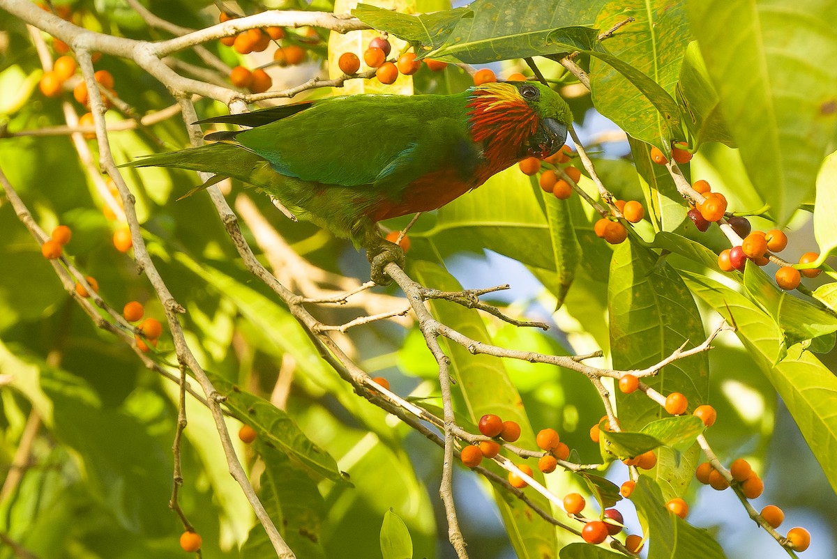 Edwards's Fig-Parrot - ML616402095