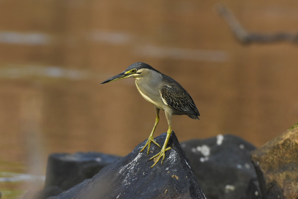 Striated Heron - ML616402104