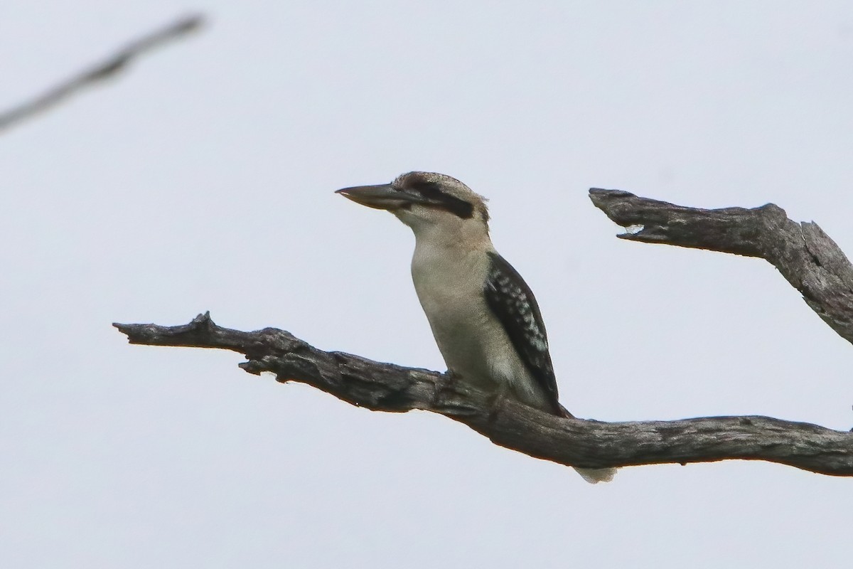 Laughing Kookaburra - ML616402108