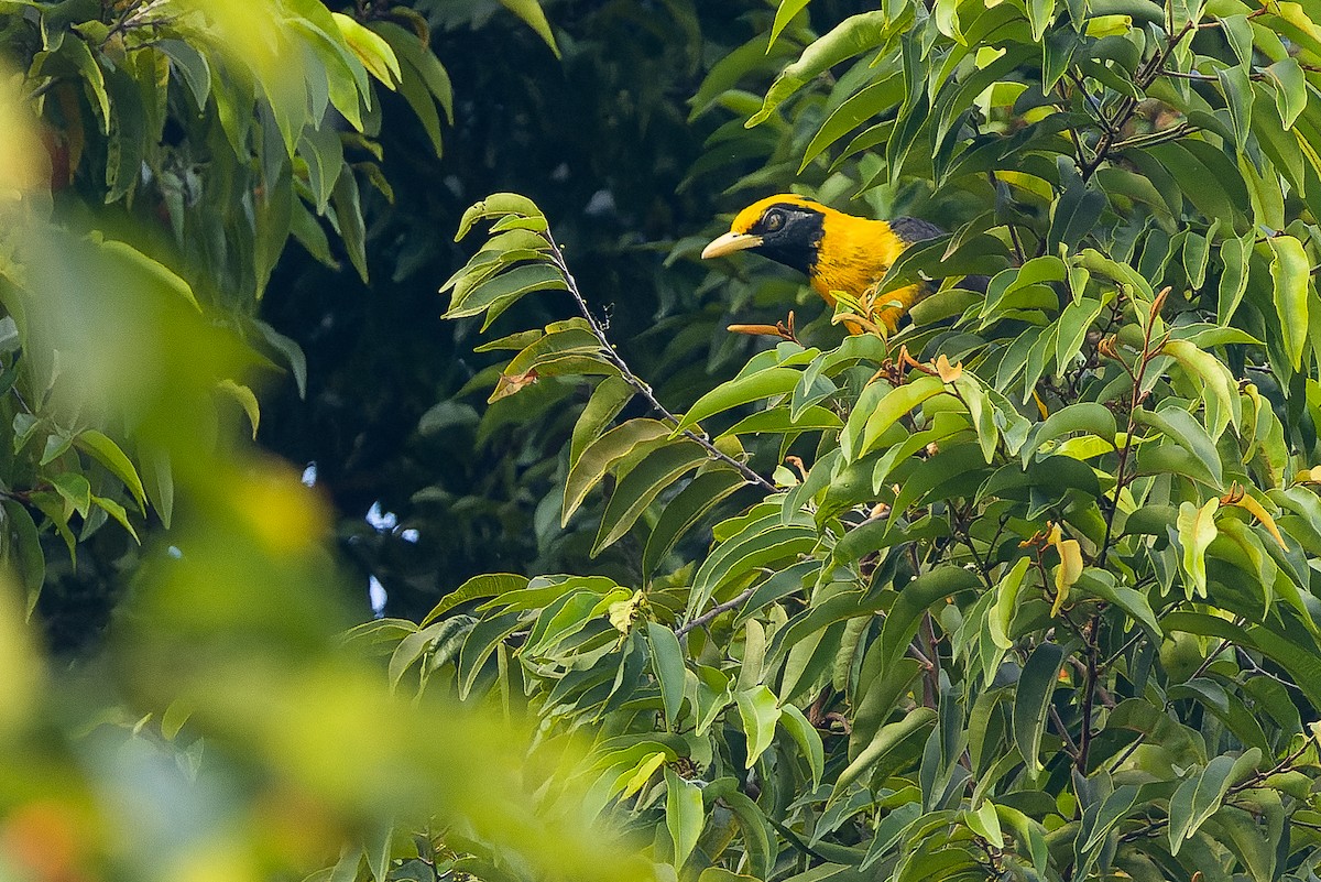 Golden Myna - Joachim Bertrands