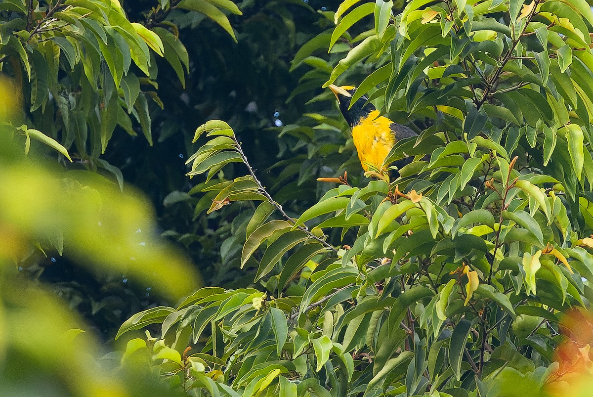 Golden Myna - Joachim Bertrands