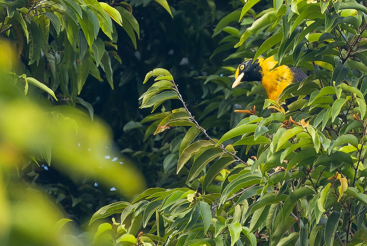 Golden Myna - Joachim Bertrands