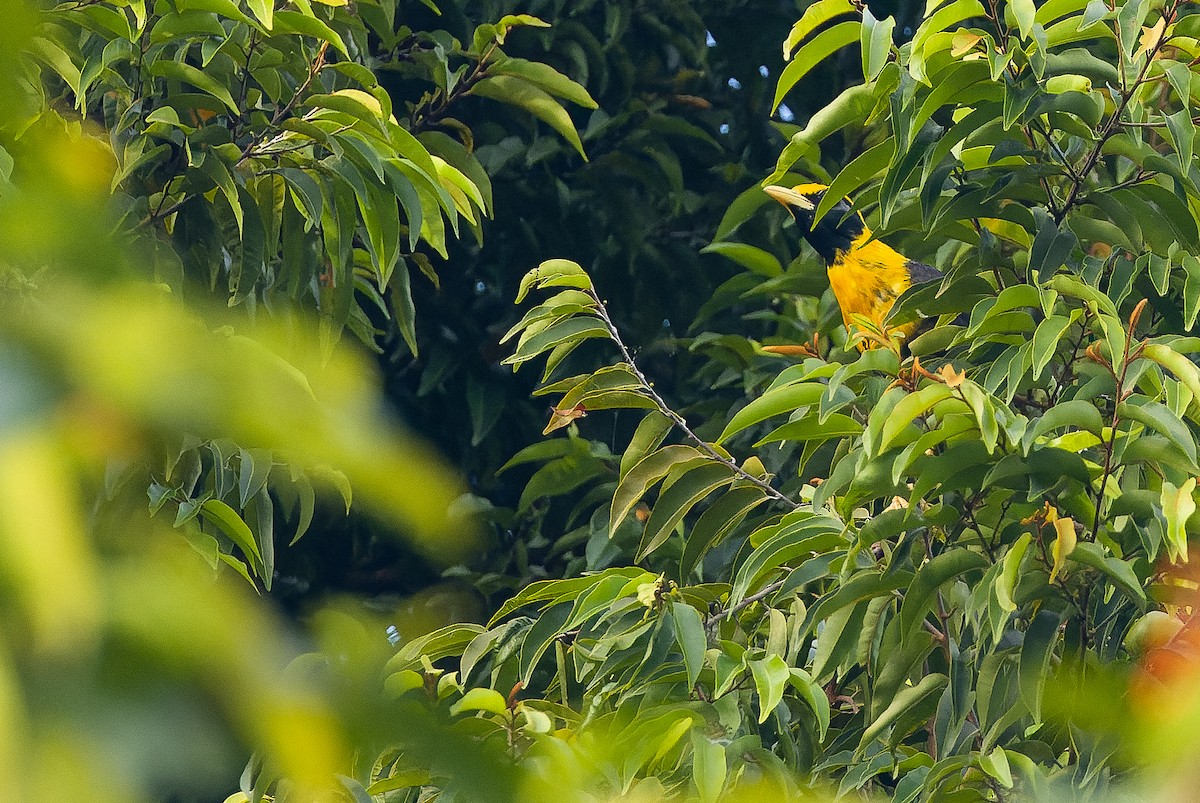 Golden Myna - Joachim Bertrands